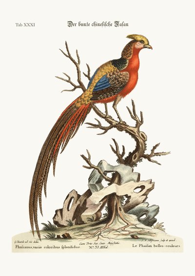 The Painted Pheasant from China by George Edwards